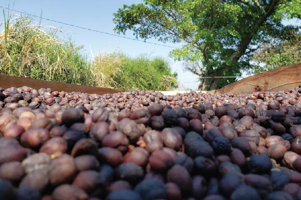 Biodiversity on Coffee Farm