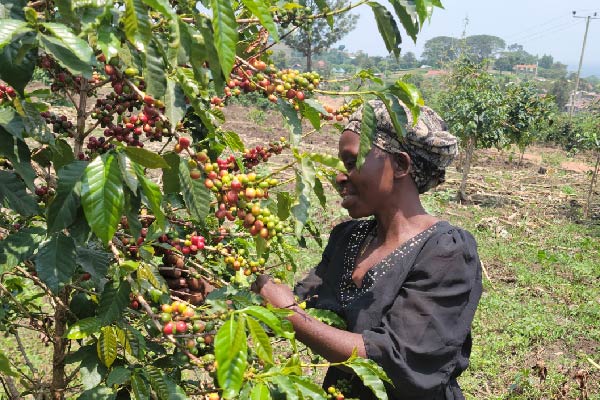 Kyambura Community Women at Work