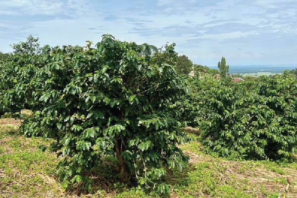 Reforestation Efforts